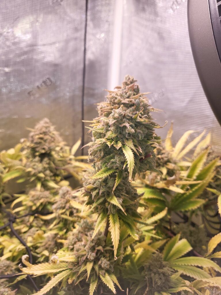 GELATO-K - Sativa - Kannabia - WWW.SEEDS-BANK.CZ JIHLAVA
